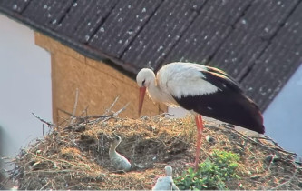 Slika pregleda web-kamere Storks Dubné